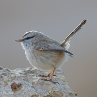Scrub Warbler